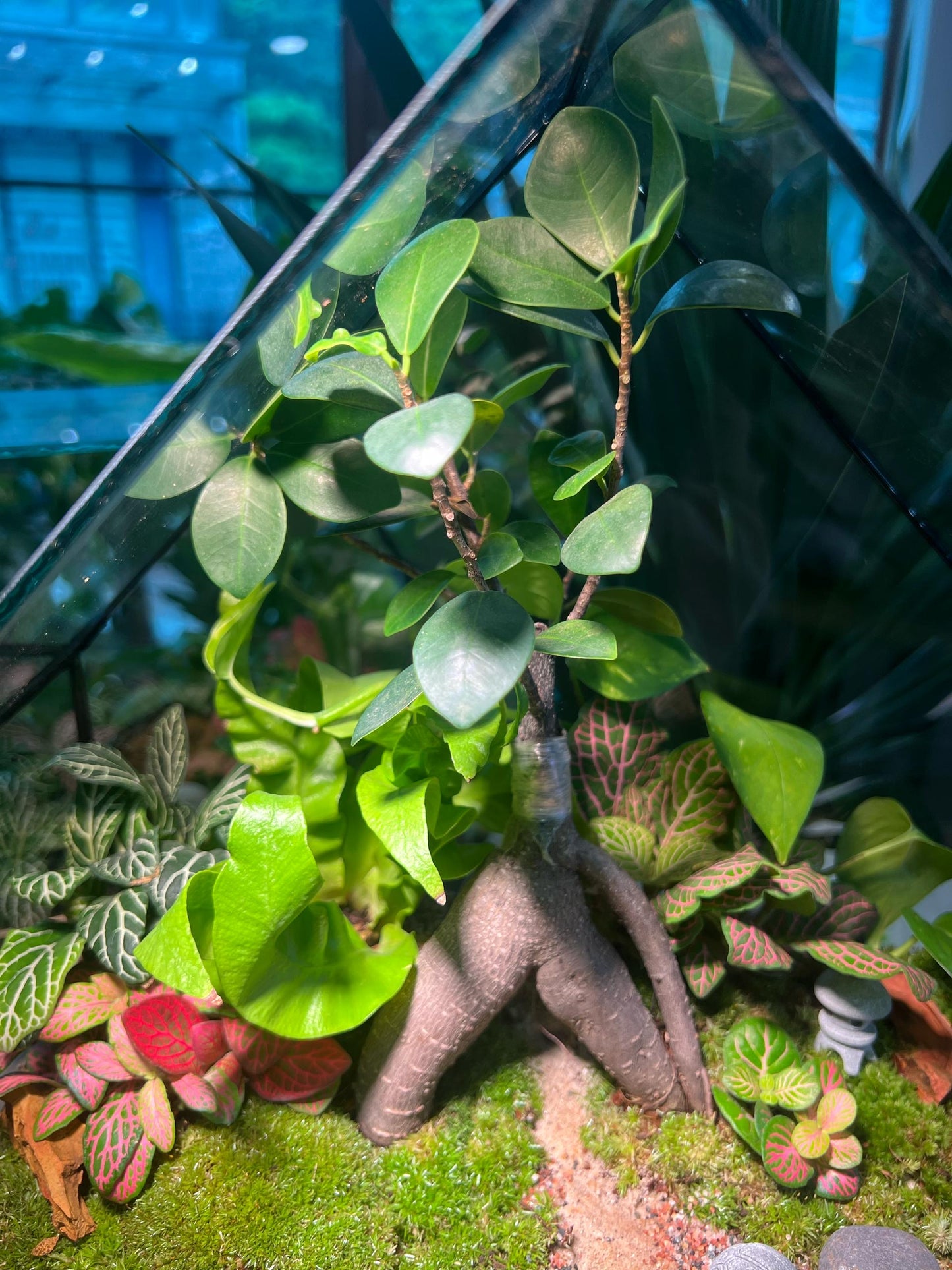 Fittonia, Fern and Ficus Ginseng with Moss Arrangement in House Shaped Aqua Glass