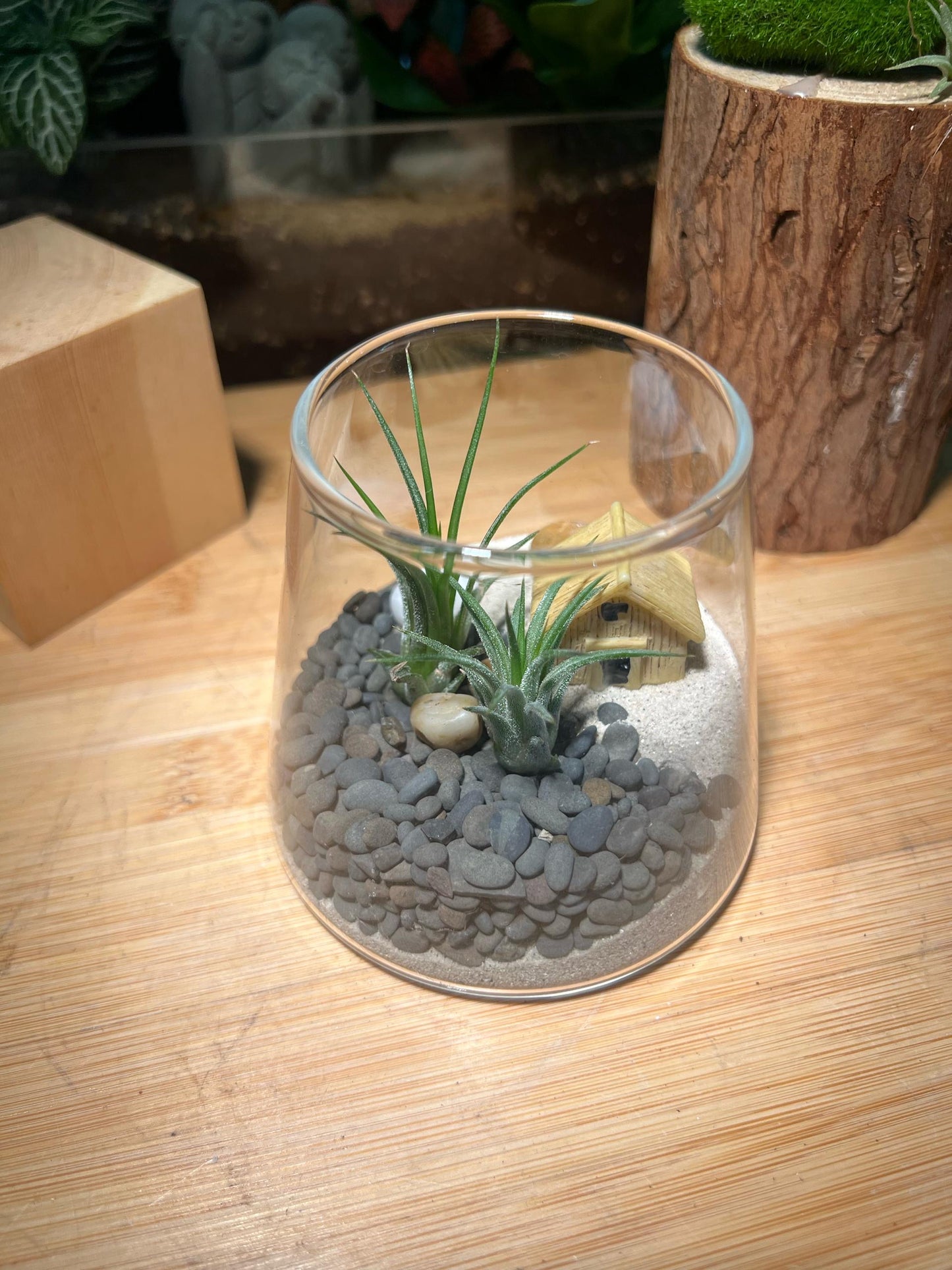 Airplant Garden in Muji Glass