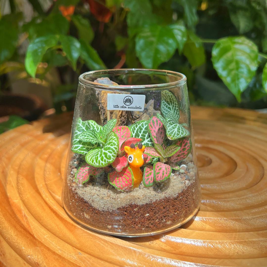 Fuji Glass Indoor Plant Terrarium DIY Kit