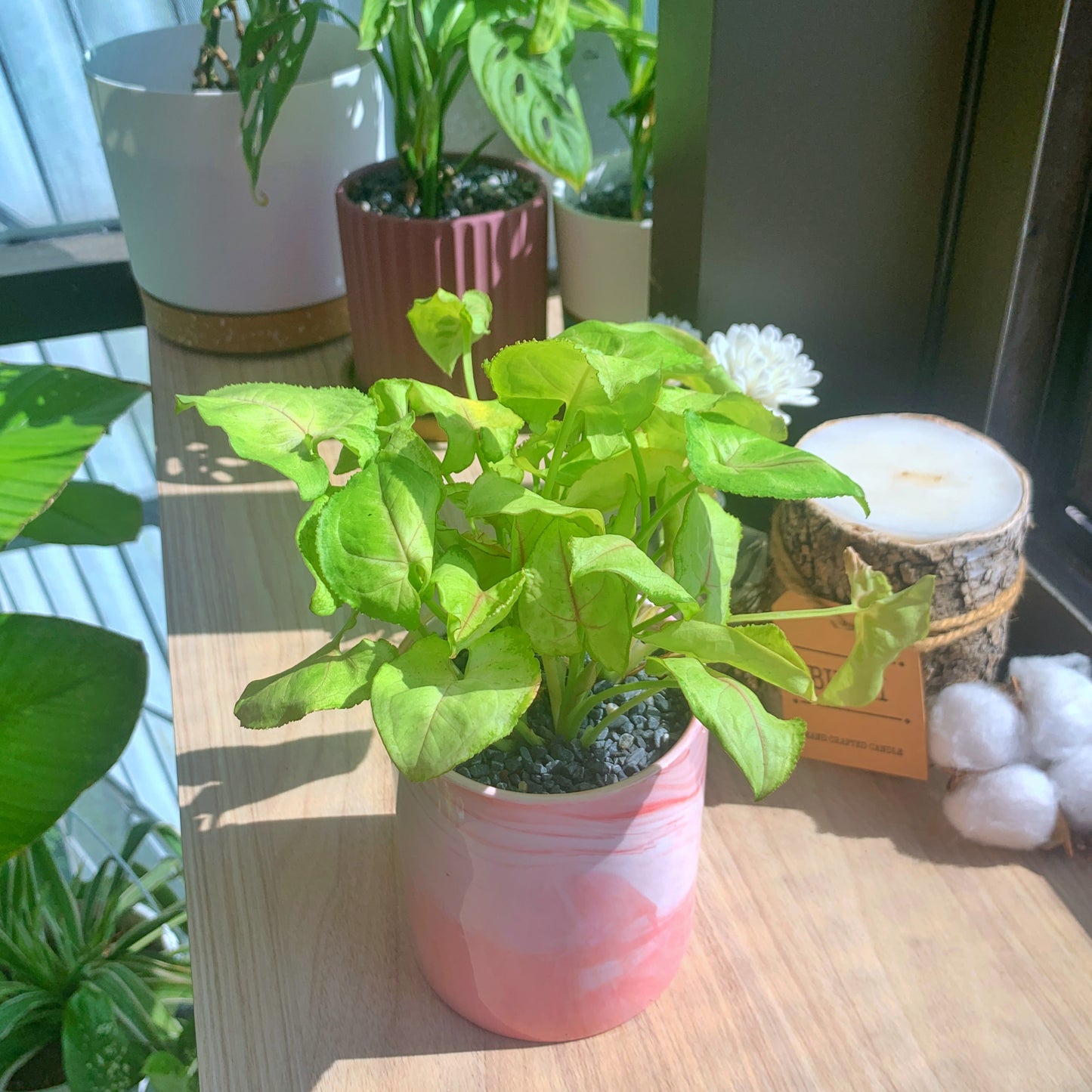 Syngonium Cream Allusion in pink marble ceramic pot