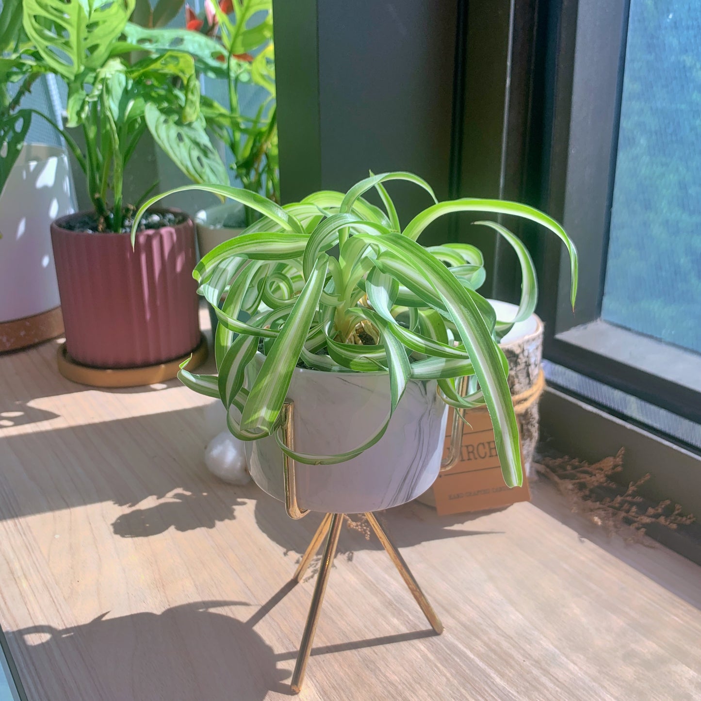Curly Spider Plant in marble ceramic pot (free stand)