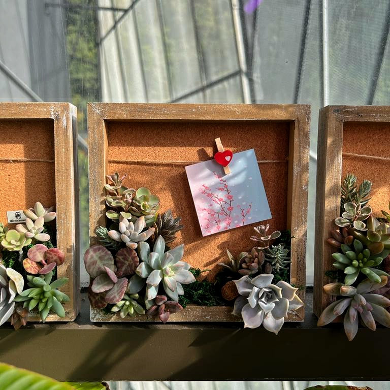 Soil-less Succulent Arrangement Photo Frame