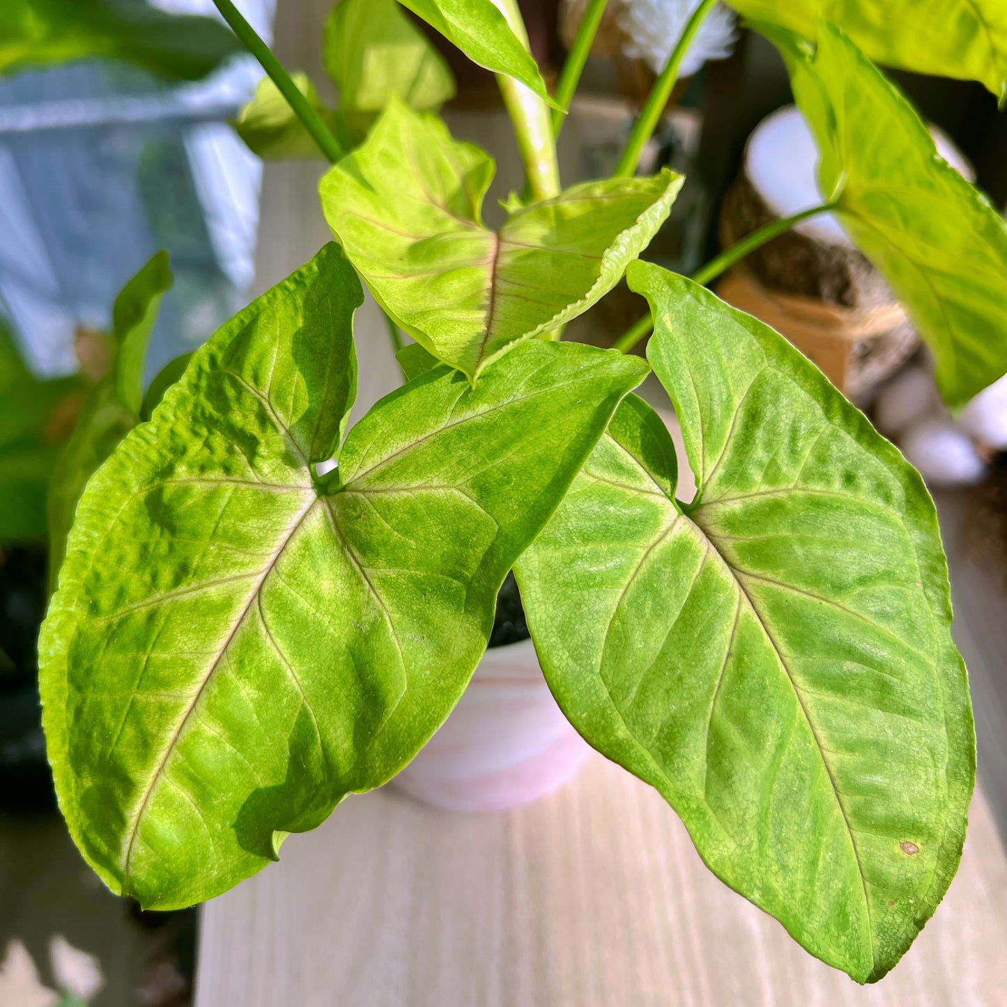 Syngonium Cream Allusion in pink marble pot