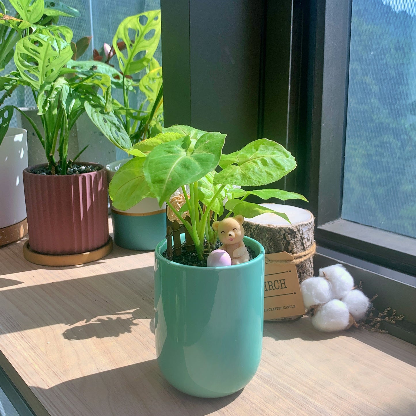 Syngonium Cream Allusion (imported) in glazed ceramic pot