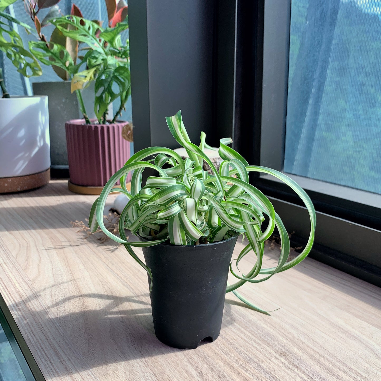 Curly Spider Plant in black plastic pot