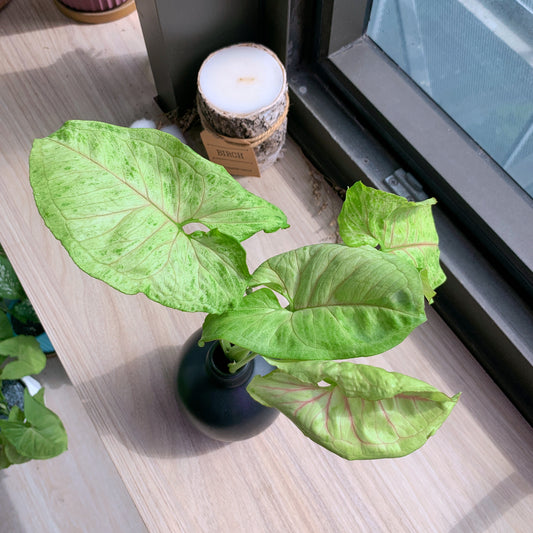 Syngonium Cream Allusion in black ceramic pot