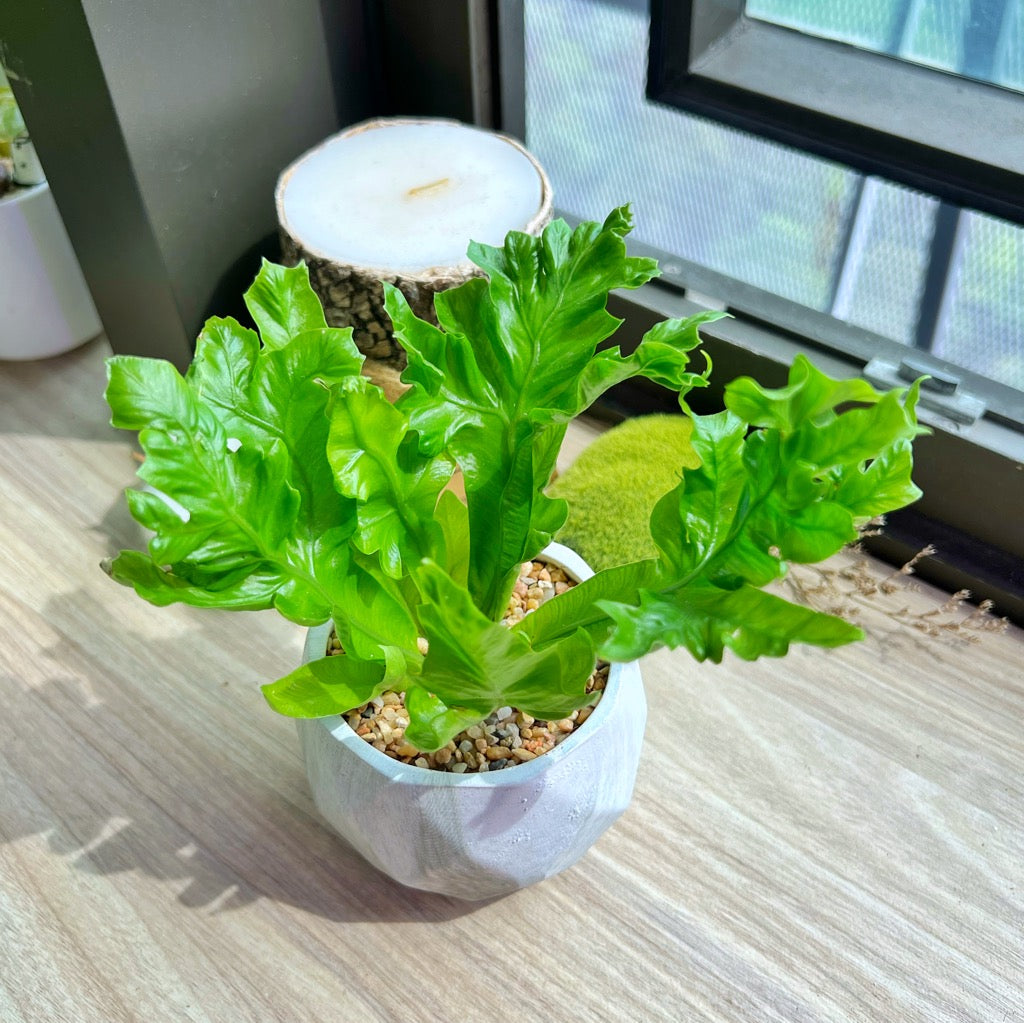 Asplenium Punctatum in matt marble pot
