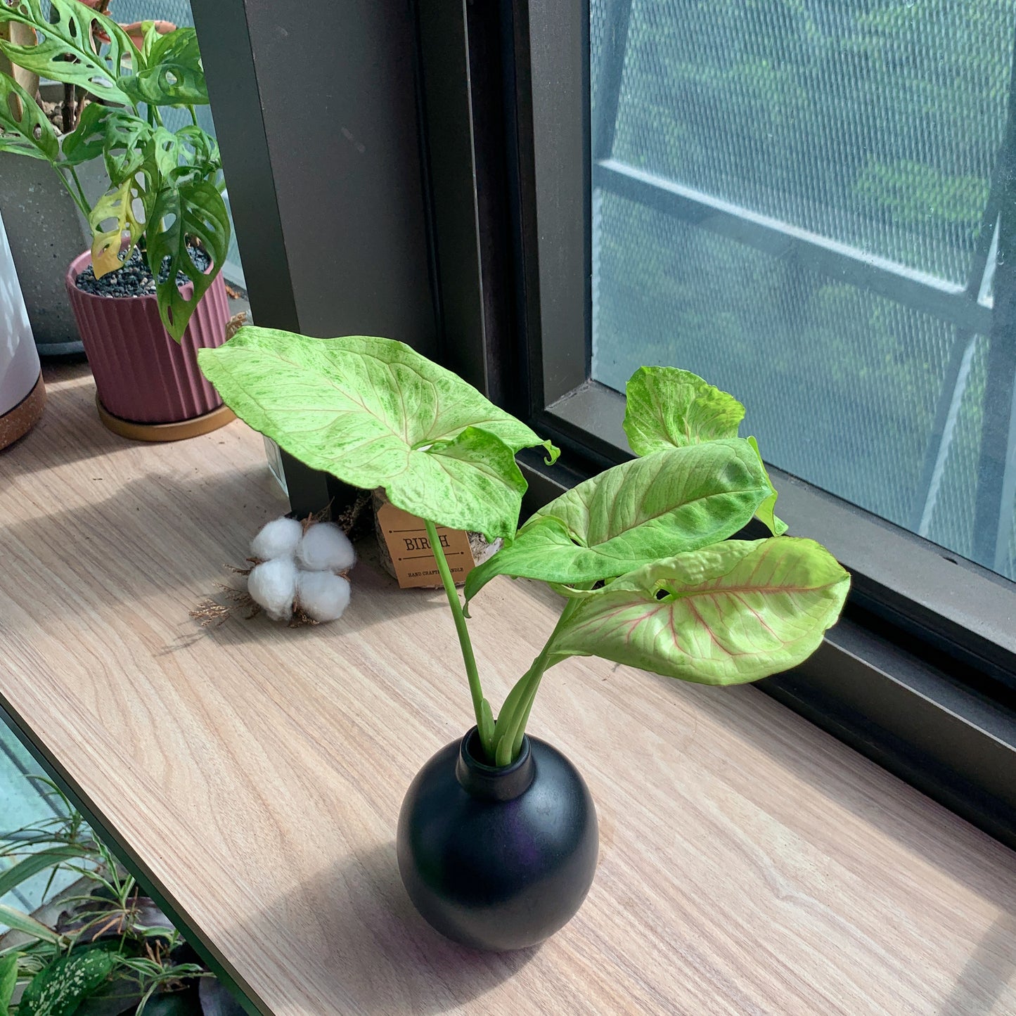 Syngonium Cream Allusion in black ceramic pot