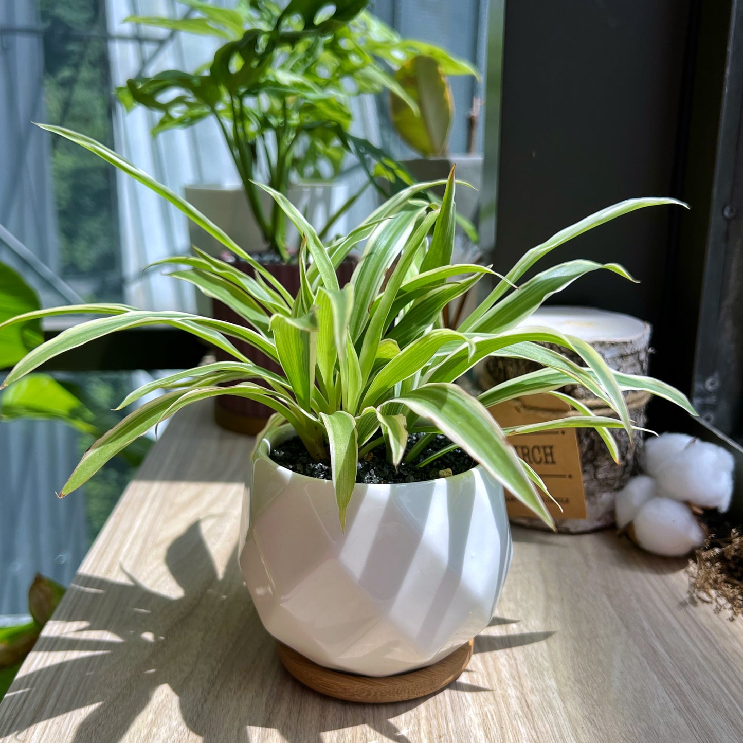Spider Plant in marble polygonal pot