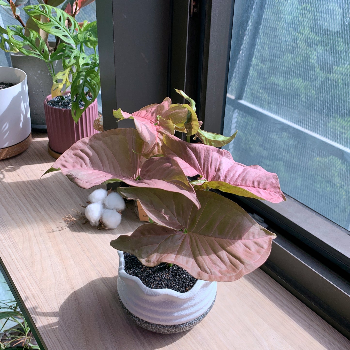 Syngonium Podophyllum Pink in ceramic pot