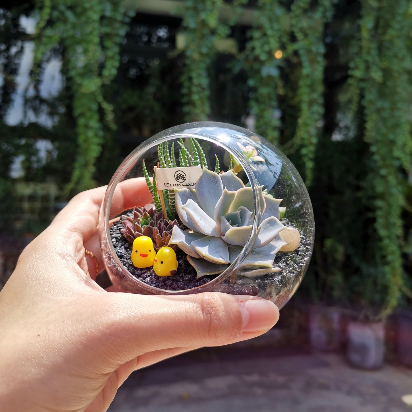 Round Glass Succulent Terrarium (M)