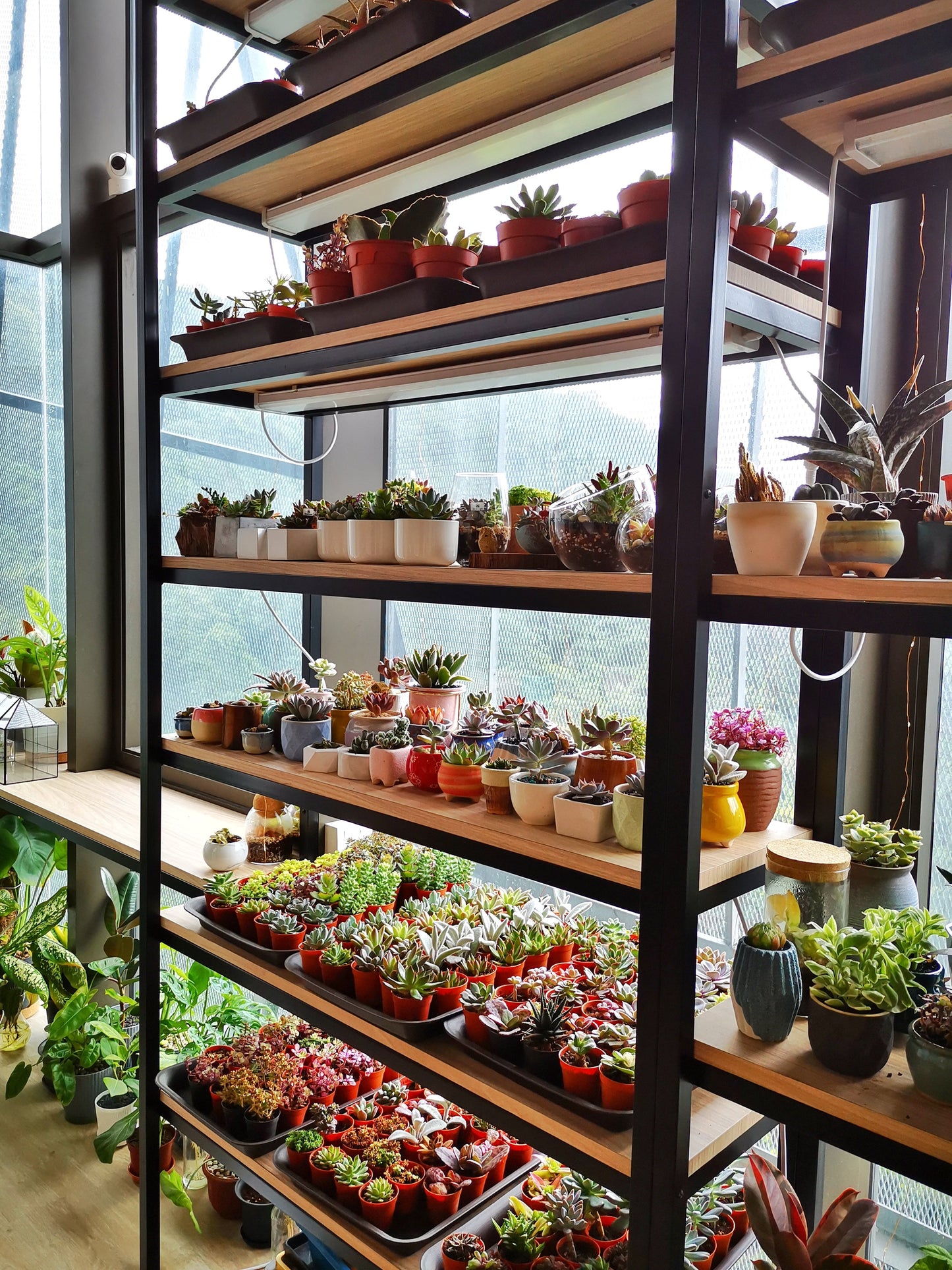 Weekend Terrarium Workshop (Beginner)