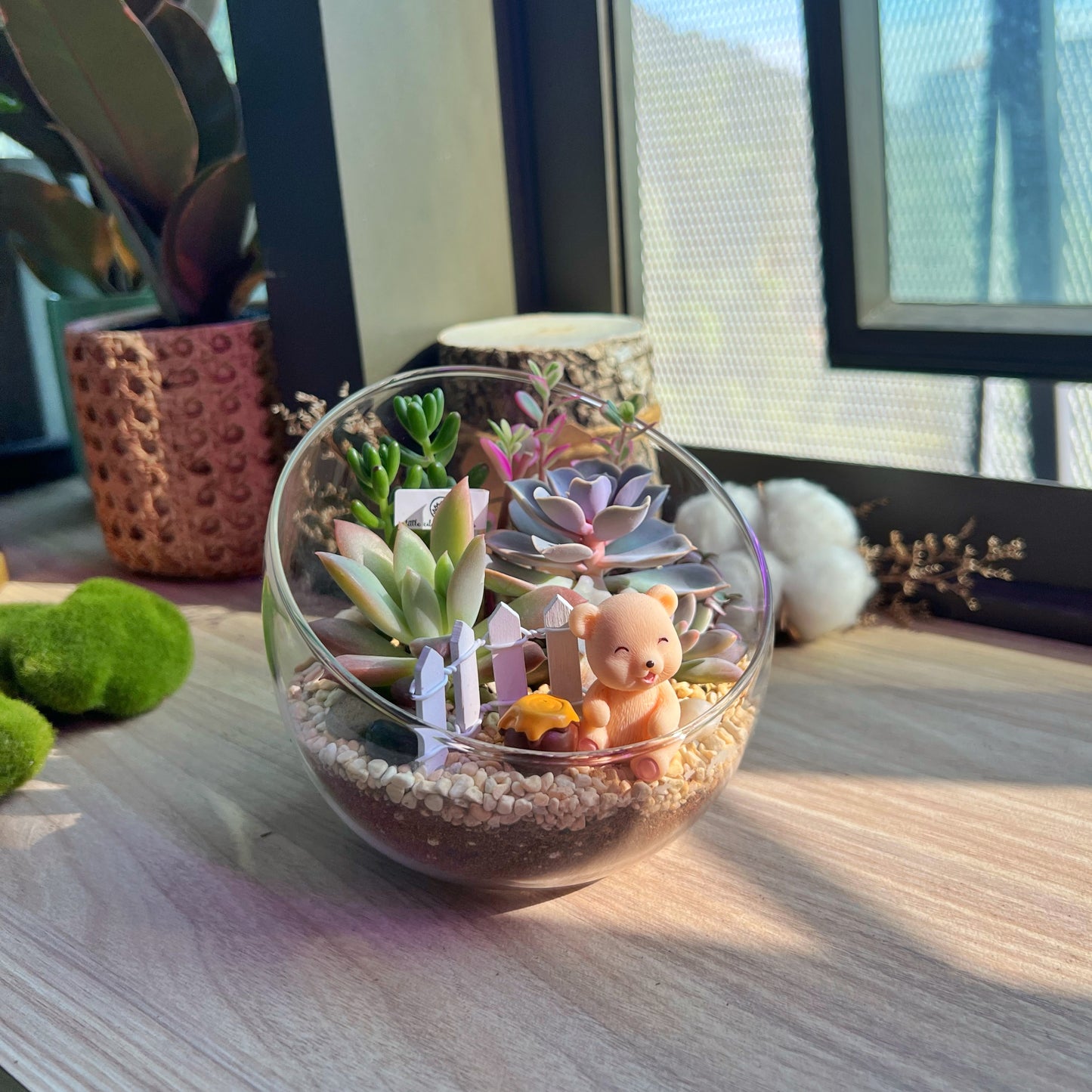(Pre-order) Slanted Glass Succulent Terrarium (M, L)