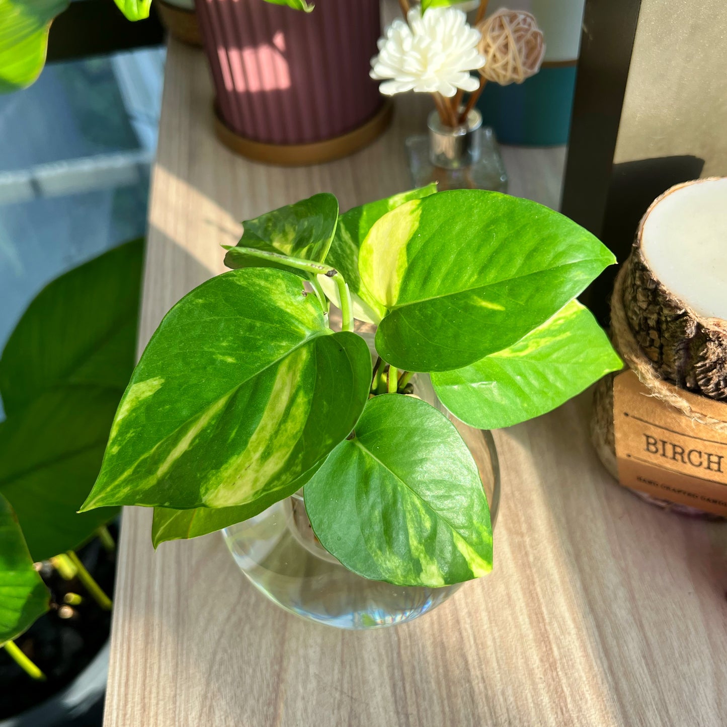 Golden pothos in glass
