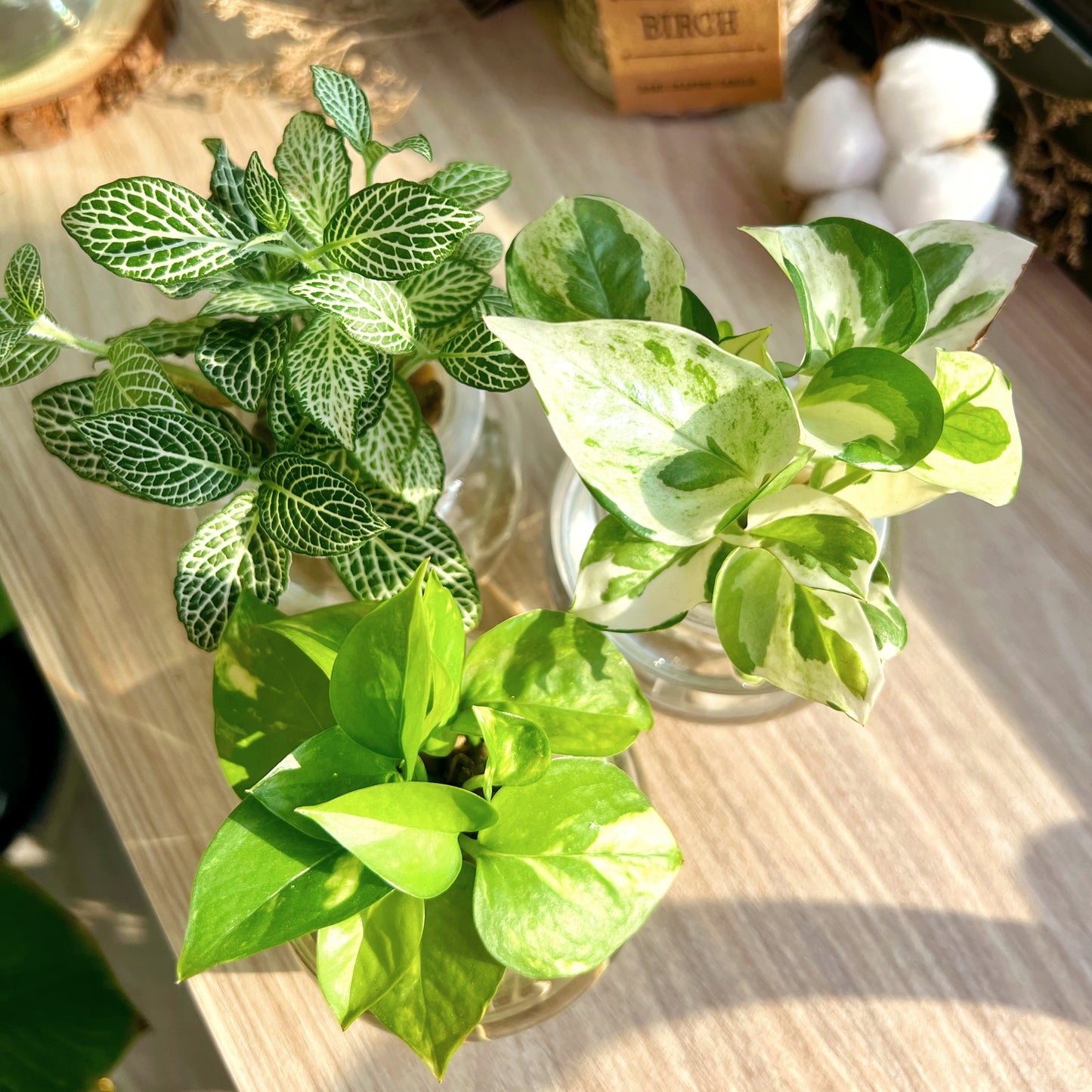 Assorted House Plants in glass pot
