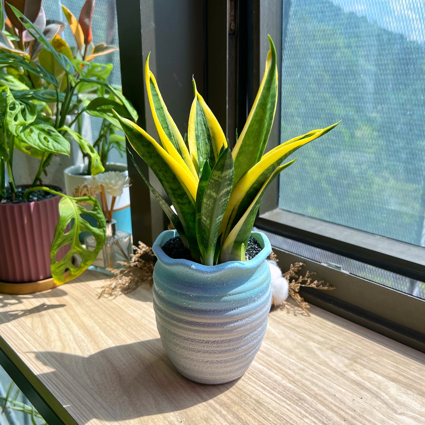 Senseveria in matt faux gradient clay pot