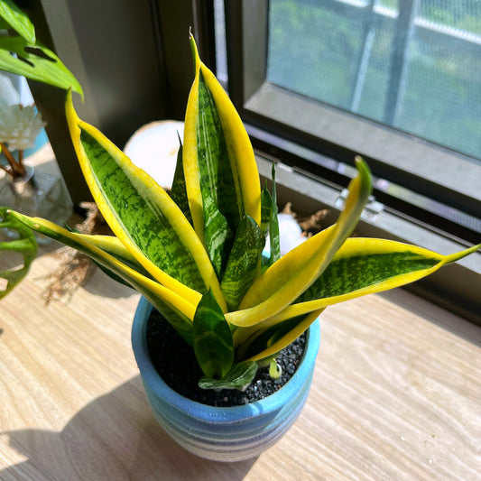 Senseveria in matt faux gradient clay pot