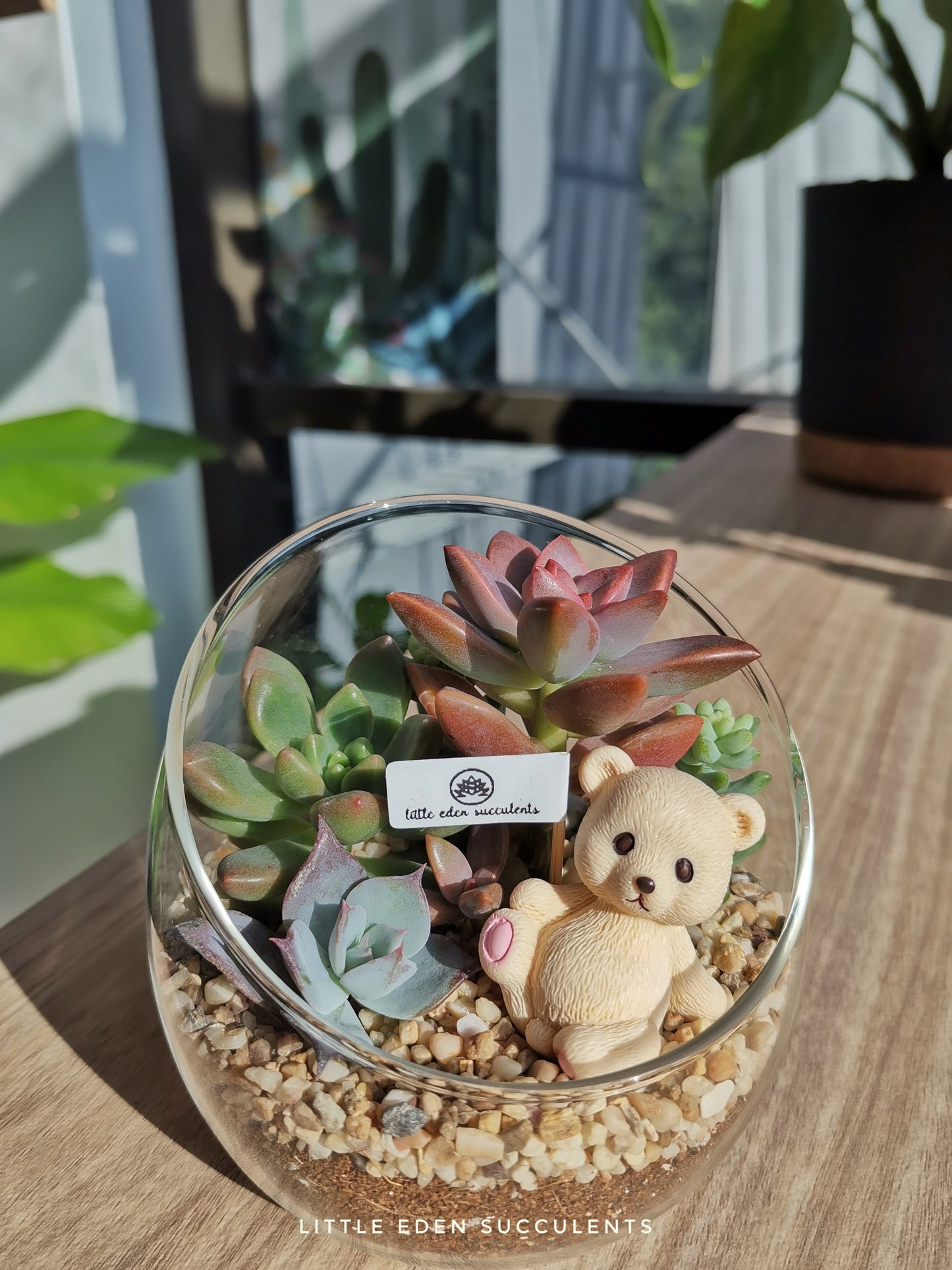 Slanted Glass Succulent Terrarium (M)
