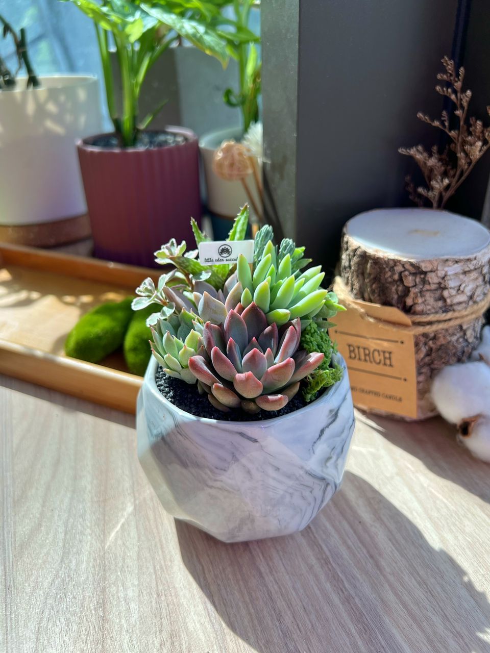 marble succulent pots Assorted Colourful Succulents Arrangement in marble polygonal pot