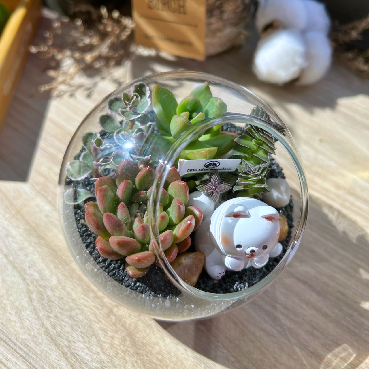 Round Glass Succulent Terrarium (M)
