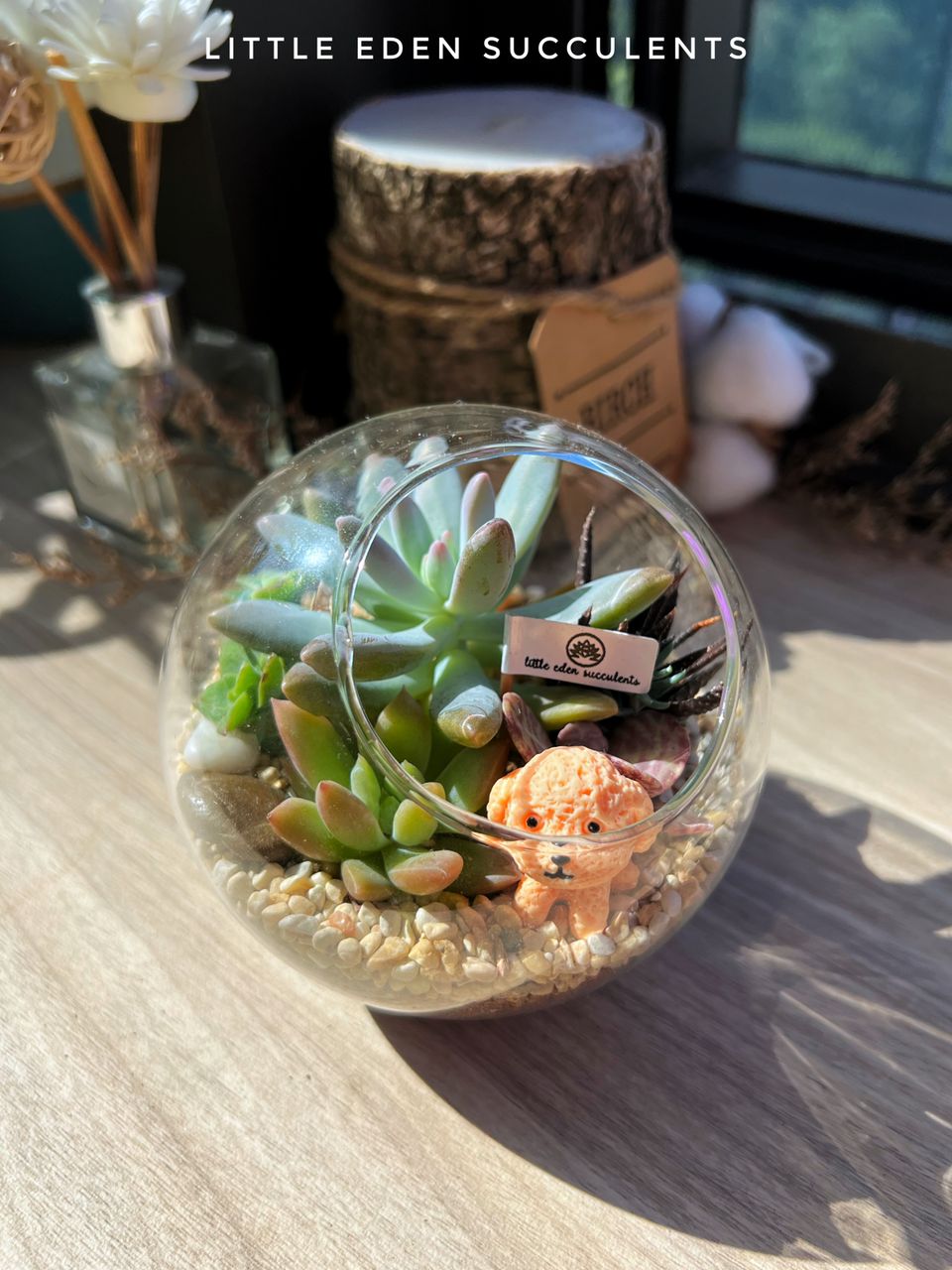 Round Glass Succulent Terrarium (M)
