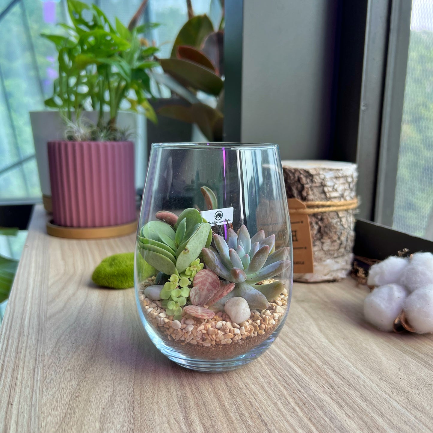 Tall Glass Succulent Terrarium (M) DIY Kit