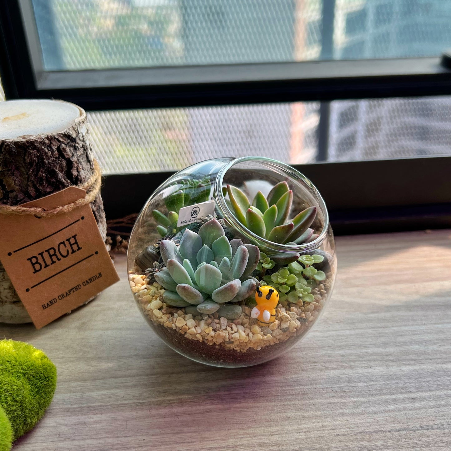 Round Glass Succulent Terrarium (M)