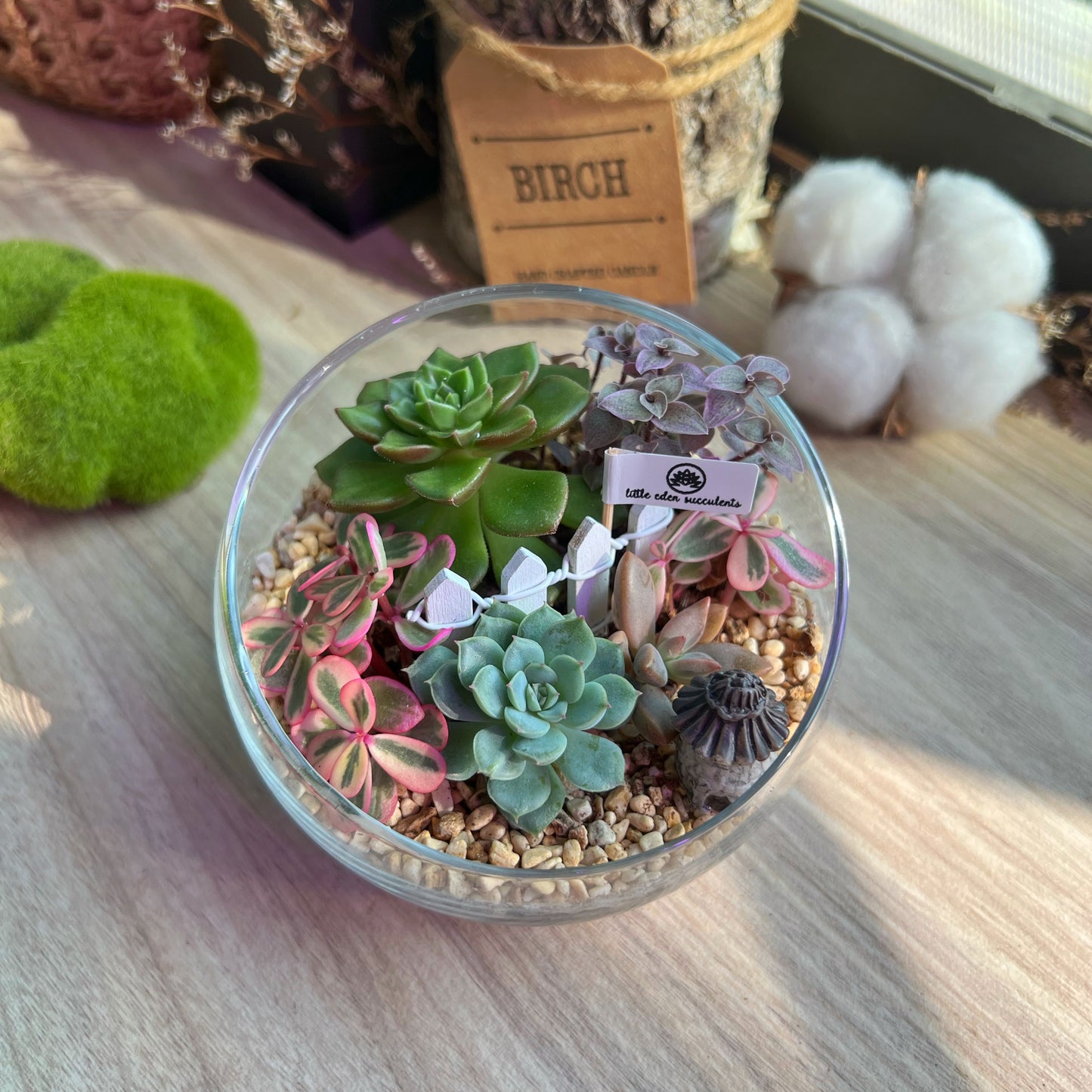 (Pre-order) Slanted Glass Succulent Terrarium (M, L)