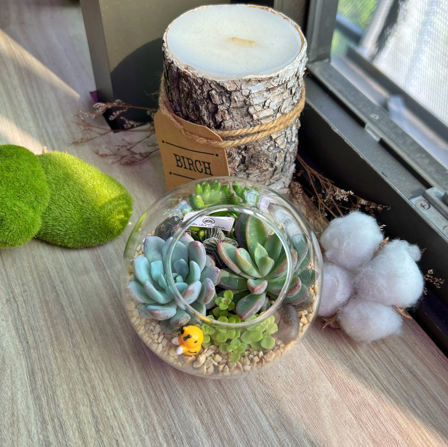 Round Glass Succulent Terrarium (M)