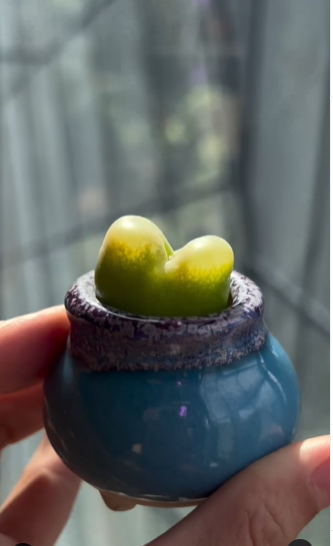 Careguide for Conophytum Maughanii