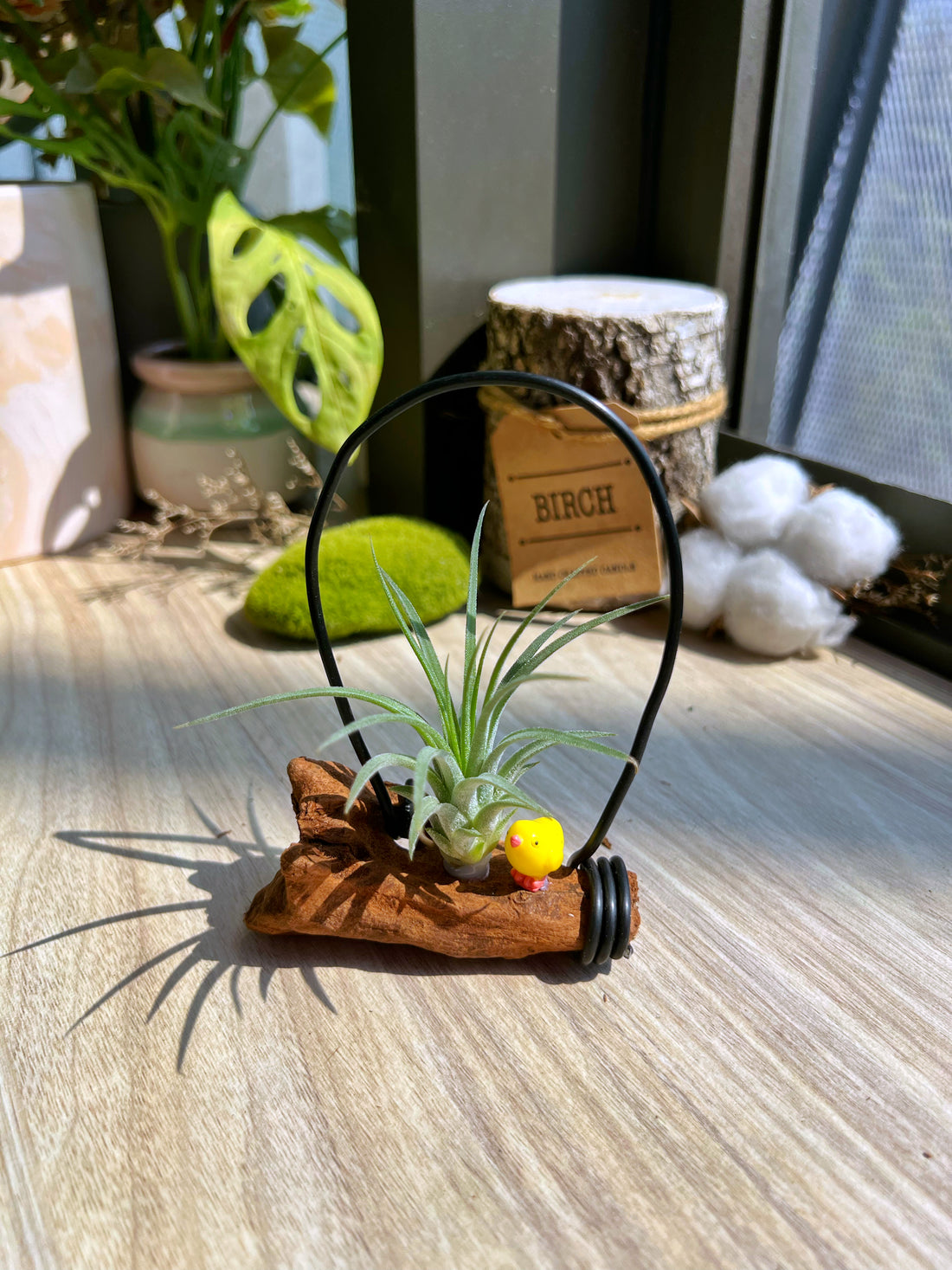 How to water air plant attached to wood or decorative support