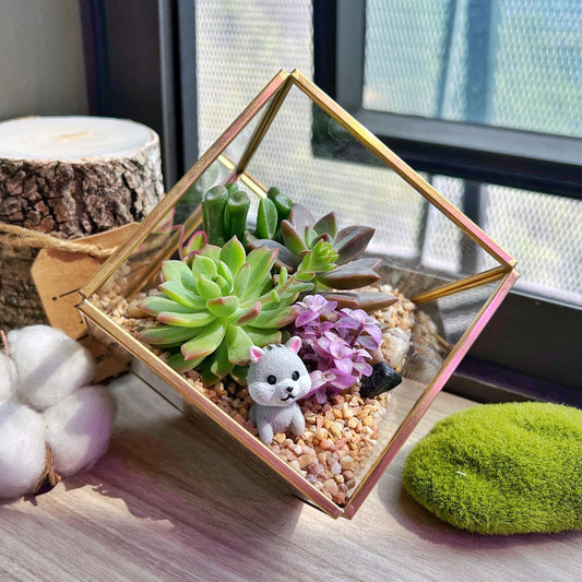Why are the leaves falling off my succulent so quickly?