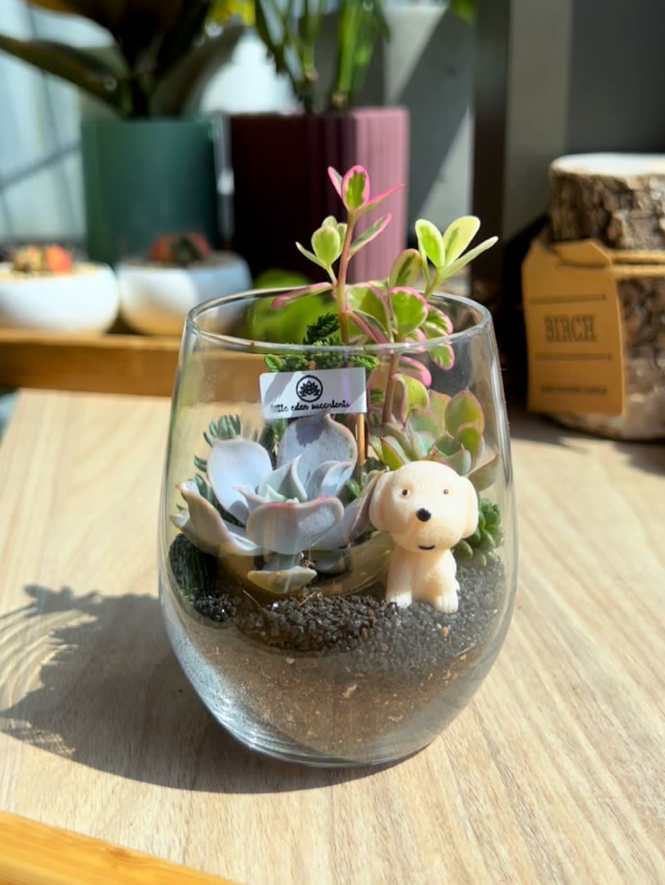 How to multiply succulents from one terrarium?