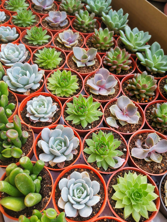 Succulents