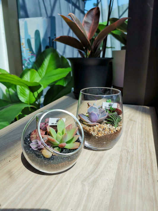How to do a good succulent arrangement?