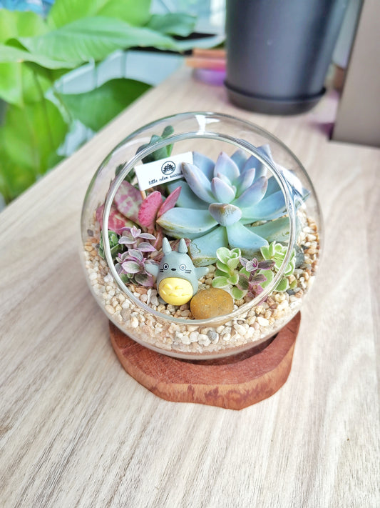 Signs that indicating your succulents are having insufficient sunlight
