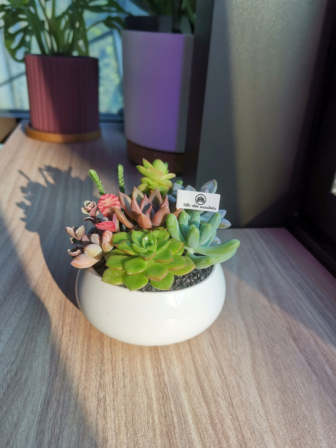 How to know if the location is suitable for succulents?