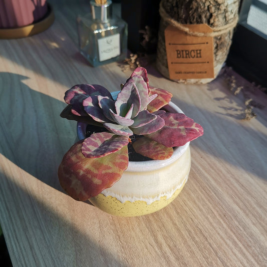 How to maintain succulents' vibrant color?