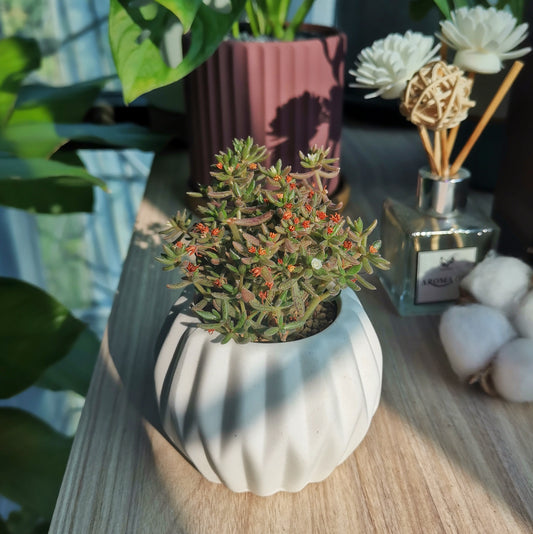 How long does the succulent's cutting take to grow new roots?