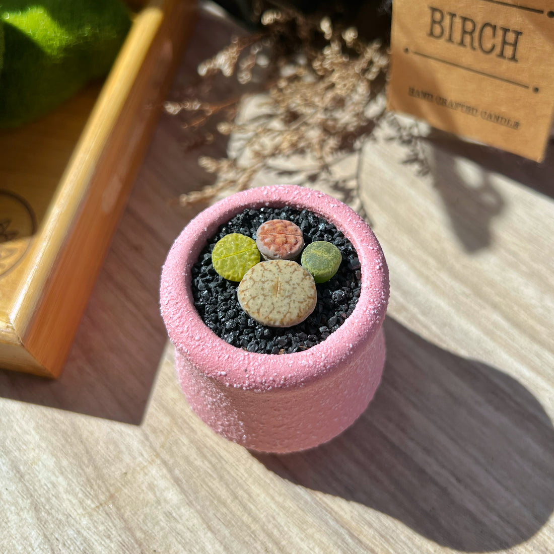 How to take care of Lithops?