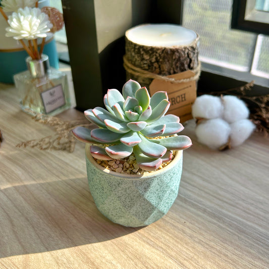 How to know when to water succulents?