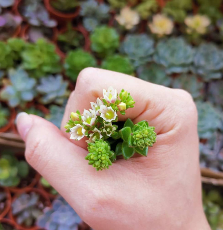 To cut or not to cut blooming succulents?