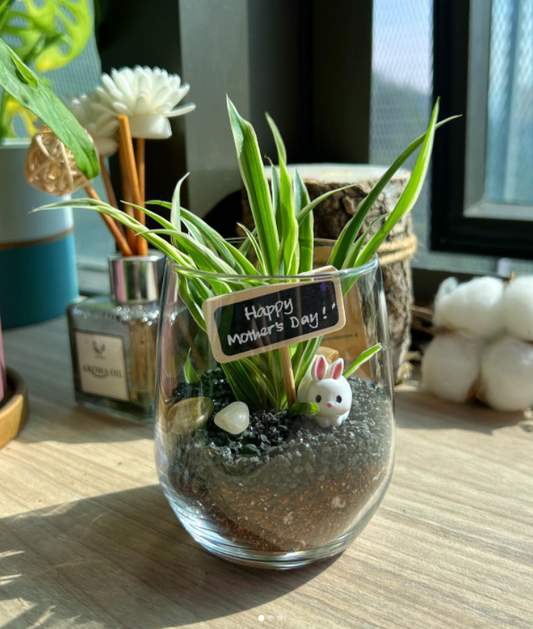 What plant can I put on my working desk/study table?