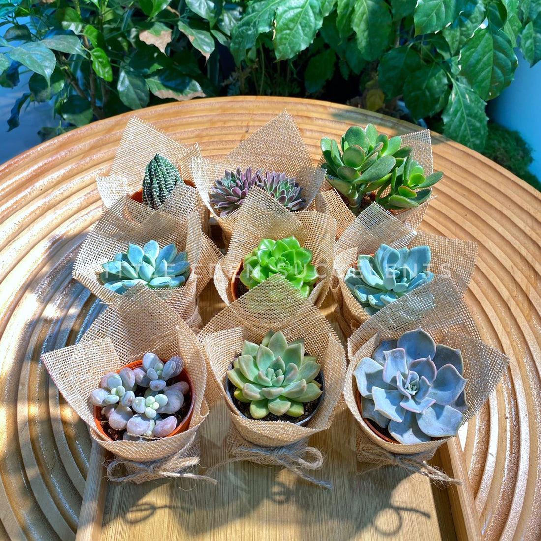 Succulent Plants in Malaysia: Everything You Need to Know