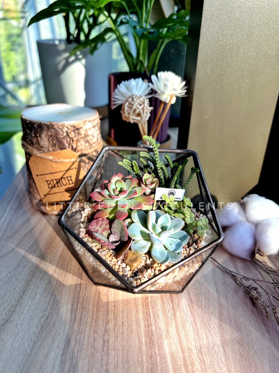What to do when the succulents outgrown from the terrarium glass?