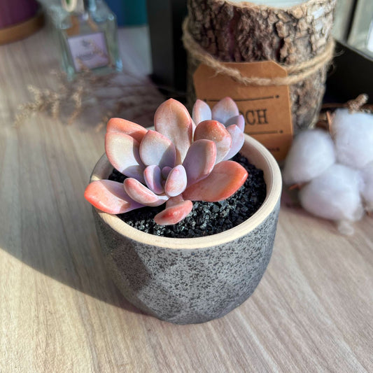 My succulents are growing so fast! When shall I repot them?😍