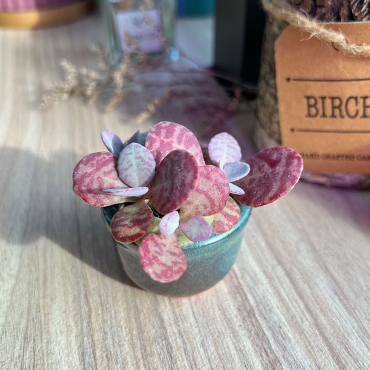 How to keep succulent's shape and size small for a longer period of time?