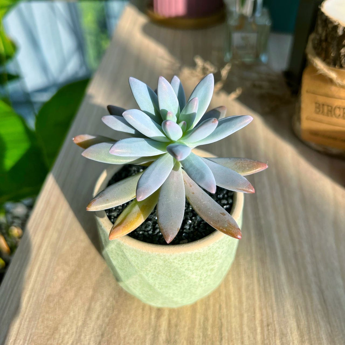 What is that powdery layer on succulents?