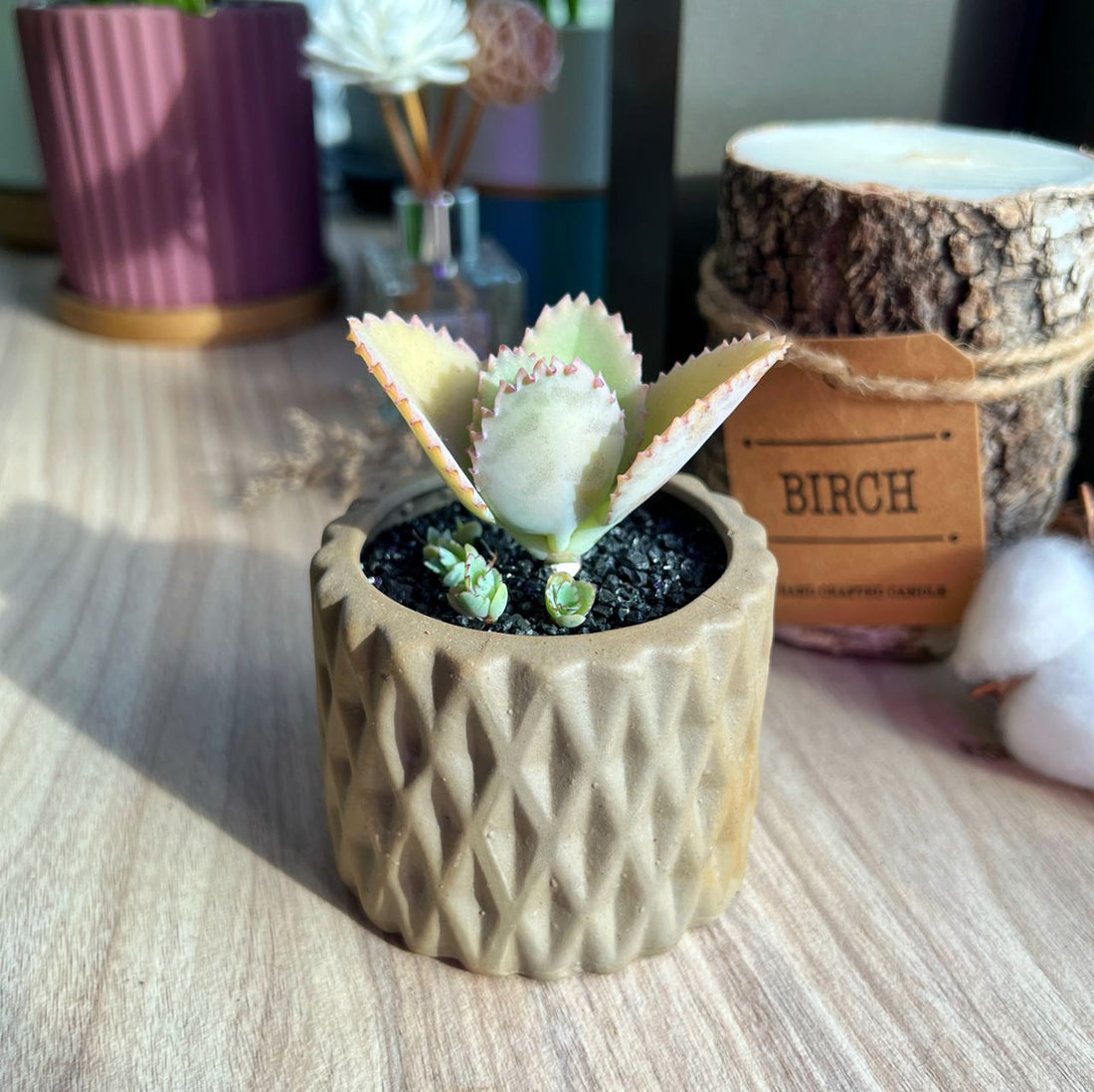 What pot size should we use for succulent?