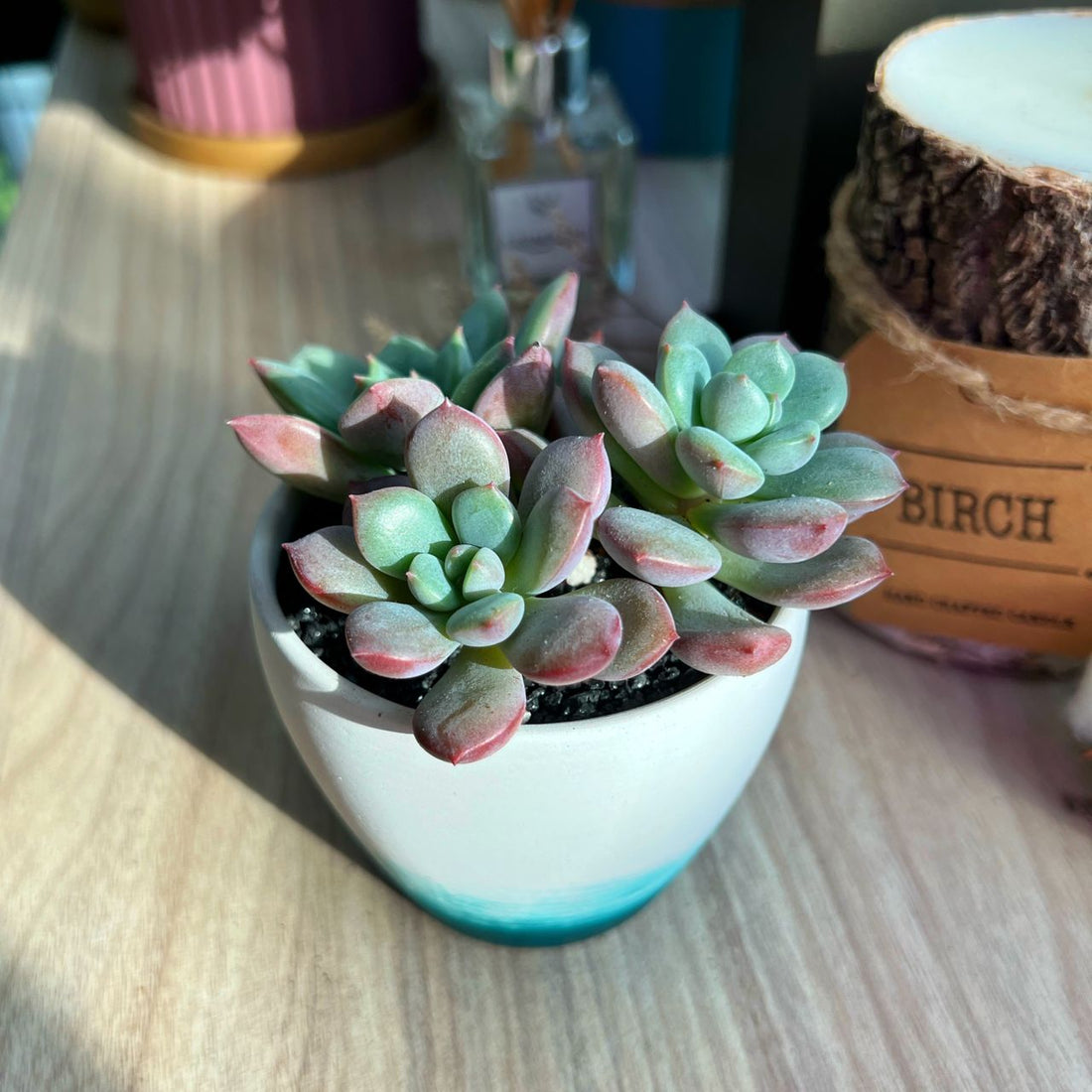 What soil should I use for succulents?